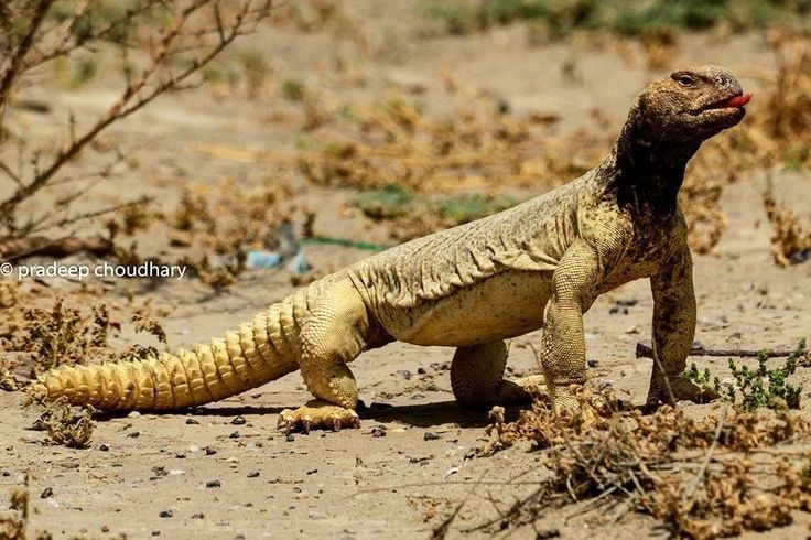  Đóng vai trò quan trọng trong hệ sinh thái sa mạc. Bằng việc ăn thực vật và đào hang, chúng góp phần phát tán hạt giống và cải thiện cấu trúc đất ở các vùng khô cằn. Ảnh: Pinterest.