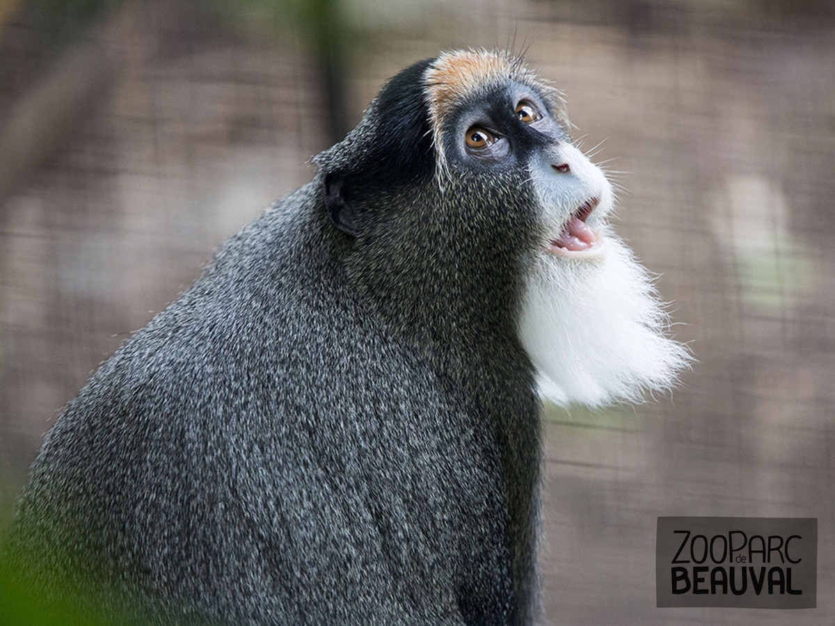  Kích thước nhỏ bé. Chúng có thân hình khá nhỏ so với nhiều loài khỉ khác của châu Phi, giúp di chuyển linh hoạt giữa các tán cây rậm rạp. Ảnh: Pinterest.