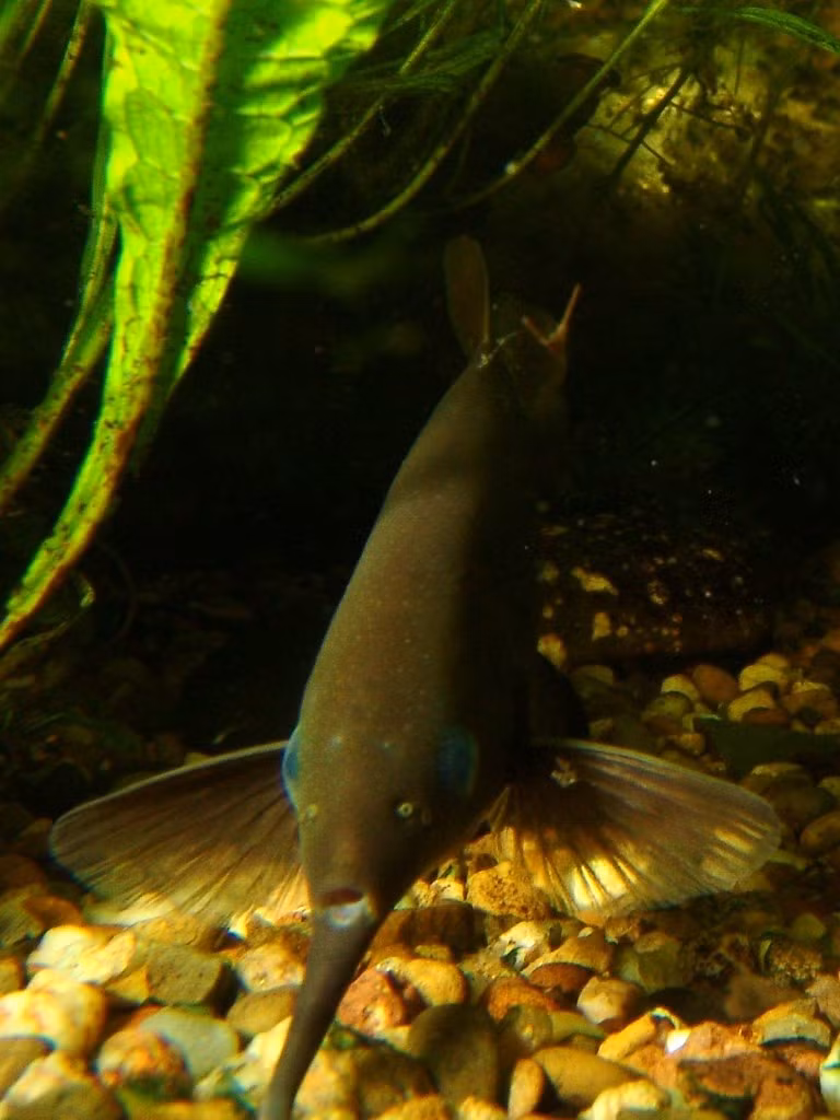  Hoạt động mạnh vào ban đêm. Cá vòi voi đuôi ngắn là loài sống về đêm. Ban ngày, chúng thường ẩn mình dưới đá hoặc trong lớp bùn, và chỉ ra ngoài kiếm ăn khi trời tối. Ảnh: Flickr.