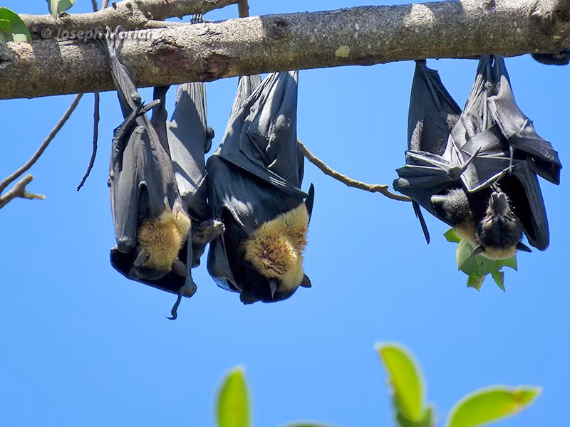  Được xếp vào nhóm loài nguy cấp. Số lượng dơi ngựa đeo kính đã suy giảm mạnh do mất môi trường sống và các đợt nắng nóng cực đoan, khiến chúng được liệt kê trong danh sách cần bảo tồn. Ảnh: amazonaws.com.