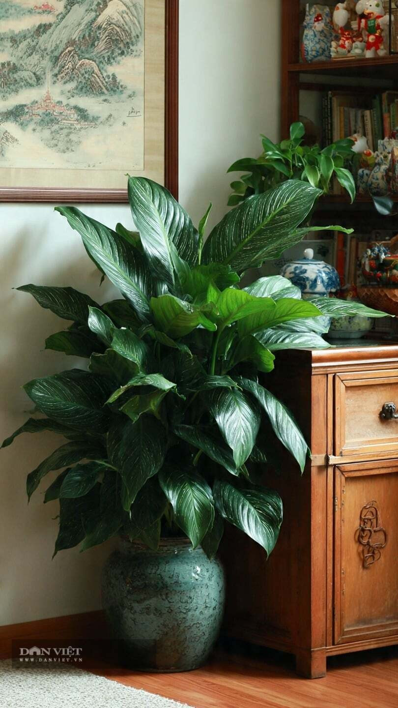  4. Cây cảnh thanh tâm - biểu tượng của sự trường thọ và sức khỏe: Cây cảnh thanh tâm (Aglaonema modestum) là một cây cảnh lý tưởng trang trí Tết Nguyên đán, tượng trưng cho sự trường thọ, sức khỏe và sự vĩnh cửu. Cây cảnh này có vẻ ngoài giản dị, là cây thân thảo, thường xanh với những chiếc lá lớn xanh ngắt. Đây là loại cây lý tưởng để trồng trong nhà.