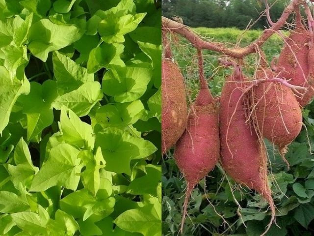  Không phải là họ hàng gần của khoai tây. Dù cùng được gọi là “khoai”, khoai lang thuộc họ Bìm bìm (Convolvulaceae), hoàn toàn khác với khoai tây thuộc họ Cà (Solanaceae), cả về hình thái lẫn nguồn gốc tiến hóa. Ảnh: Pinterest.