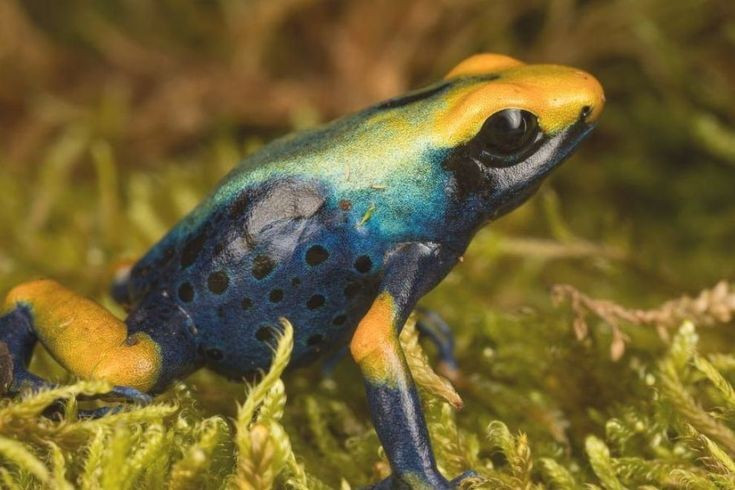  Độc tố đến từ chế độ ăn tự nhiên. Ếch chỉ có độc khi ăn kiến, mối và côn trùng có độc trong tự nhiên; cá thể nuôi nhốt thường không còn độc. Ảnh: Pinterest.