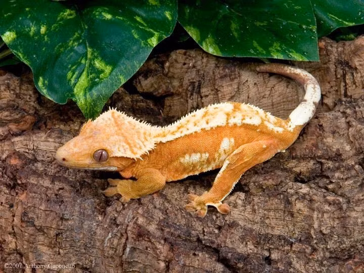  4. Khả năng bám dính tuyệt vời. Nhờ các lông siêu nhỏ trên ngón chân, thằn lằn mào có thể leo tường, bám kính hay thậm chí trần nhà một cách dễ dàng. Ảnh: Pinterest.