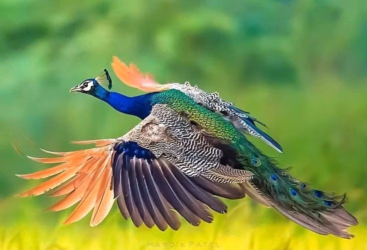  Khả năng bay tốt dù thân hình lớn. Dù trông nặng nề, công vẫn có thể bay lên cây cao để ngủ qua đêm, tránh thú săn mồi dưới mặt đất. Ảnh: Pinterest.