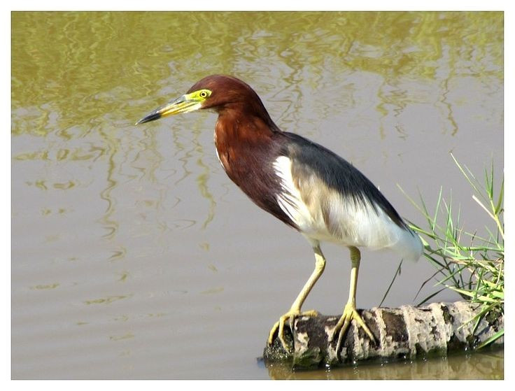  Vai trò quan trọng trong hệ sinh thái nước ngọt. Bằng cách kiểm soát số lượng côn trùng và động vật thủy sinh nhỏ, cò bợ góp phần duy trì cân bằng sinh thái ở ruộng đồng và đầm lầy. Chúng là mắt xích quan trọng trong chuỗi thức ăn của hệ sinh thái nước ngọt. Ảnh: Pinterest.