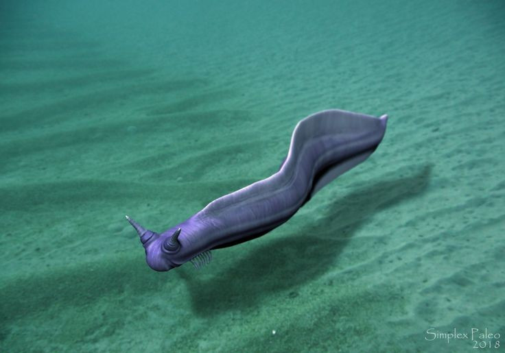  Sống cách đây hơn 500 triệu năm. Pikaia xuất hiện ở kỷ Cambri sớm. Ảnh: Pinterest.