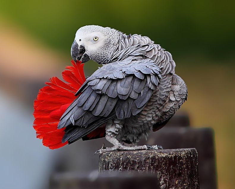  Có tuổi thọ rất cao. Nếu được chăm sóc tốt, vẹt xám có thể sống 40–60 năm, thậm chí lâu hơn trong điều kiện nuôi nhốt, trở thành bạn đồng hành lâu dài với con người. Ảnh: Pinterest.