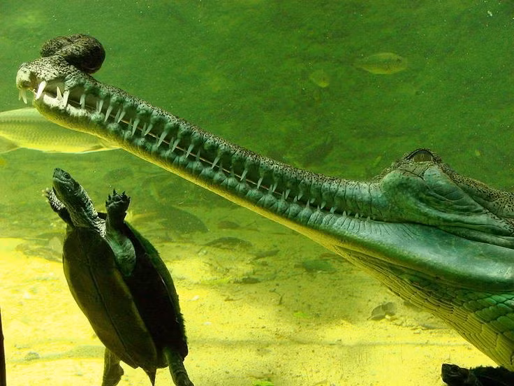  2. Con đực có “ghara” trên mũi. Trên chóp mõm con đực trưởng thành có cấu trúc phồng lên gọi là “ghara”, dùng để phát ra âm thanh và thu hút bạn tình. Ảnh: Pinterest.