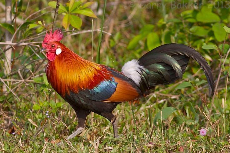  Tiếng gáy mang ý nghĩa lãnh thổ. Tiếng gáy của gà trống rừng không chỉ để báo hiệu buổi sáng mà còn nhằm khẳng định lãnh thổ với những con trống khác. Âm sắc và nhịp điệu gáy có thể khác nhau tùy cá thể và khu vực sinh sống. Ảnh: Pinterest.