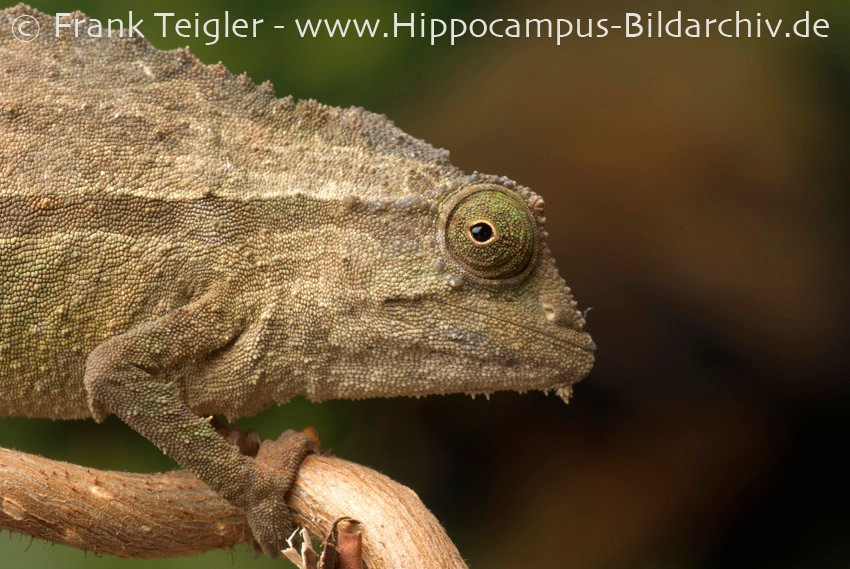  Đôi mắt vẫn có khả năng chuyển động độc lập. Dù nhỏ bé và sống dưới đất, loài này vẫn giữ đặc trưng nổi tiếng của tắc kè hoa: mỗi mắt có thể quan sát một hướng khác nhau. Ảnh: calphotos.berkeley.edu.