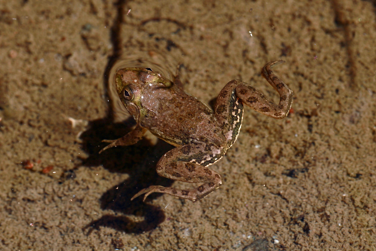  Màu da ngụy trang hoàn hảo. Ếch có màu nâu, ô-liu hoặc xám lục với các đốm sẫm, giúp hòa lẫn vào bùn đất và thảm thực vật ven nước. Khi đứng yên, chúng rất khó bị phát hiện bởi kẻ săn mồi như rắn nước hay chim. Ảnh: inaturalist.