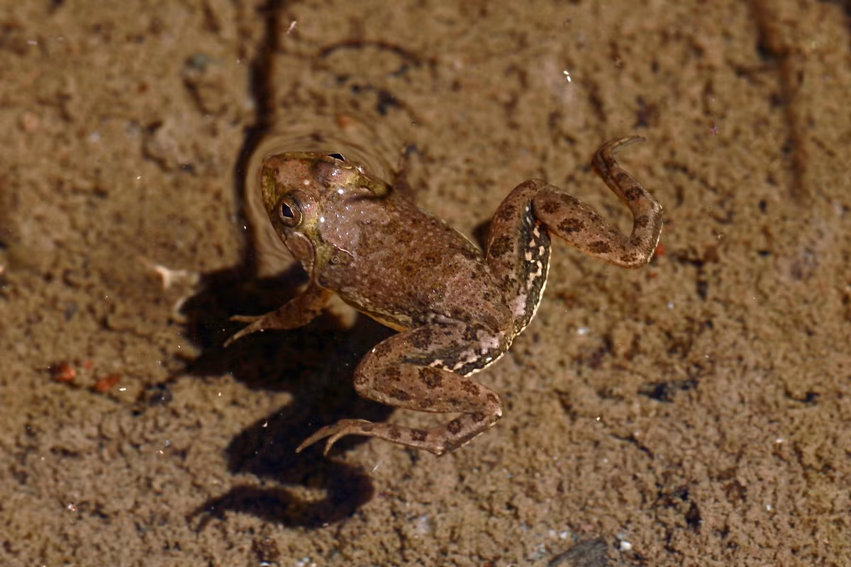  Màu da ngụy trang hoàn hảo. Ếch có màu nâu, ô-liu hoặc xám lục với các đốm sẫm, giúp hòa lẫn vào bùn đất và thảm thực vật ven nước. Khi đứng yên, chúng rất khó bị phát hiện bởi kẻ săn mồi như rắn nước hay chim. Ảnh: inaturalist.