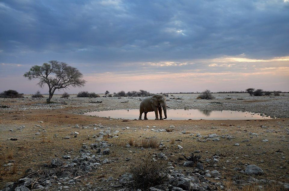  Một trong những di sản thiên nhiên tiêu biểu của Namibia. Etosha thu hút hàng trăm nghìn du khách mỗi năm nhờ cảnh quan đặc sắc và hệ sinh thái sống động. Ảnh: Pinterest.