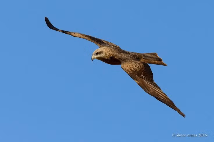  3. Là loài chim ăn xác thối có lợi cho môi trường. Khác với nhiều loài chim săn mồi chỉ bắt con mồi sống, diều hâu còn ăn xác động vật chết, góp phần dọn dẹp thiên nhiên và ngăn ngừa dịch bệnh. Ảnh: Pinterest.