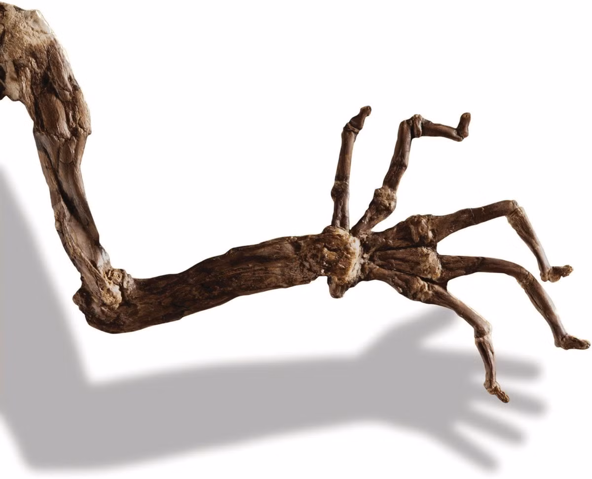  Có ngón tay linh hoạt để leo trèo. Bàn tay và bàn chân của Darwinius có ngón dài, móng phẳng thay vì móng vuốt, thích nghi với lối sống leo cây trong rừng rậm. Ảnh: britannica.com.