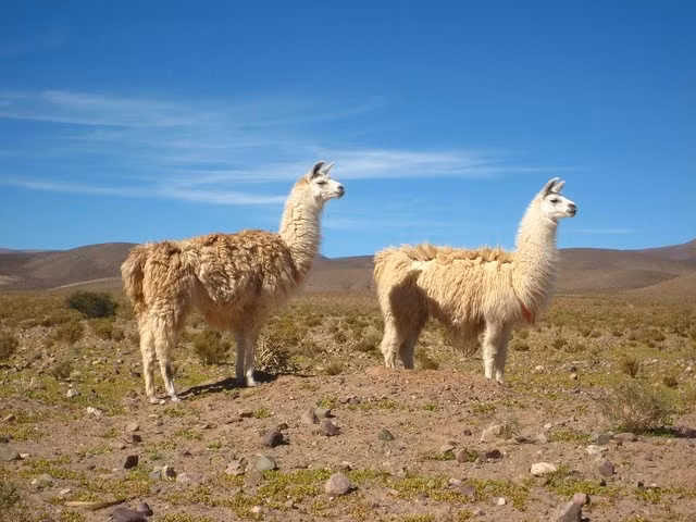  8. Là nơi sinh sống của nhiều loài động vật đặc hữu. Andes là nơi cư trú của loài lạc đà không bướu như alpaca, vicuña và vô số loài chim, ếch đặc hữu chỉ tồn tại ở vùng này. Ảnh: Pinterest.