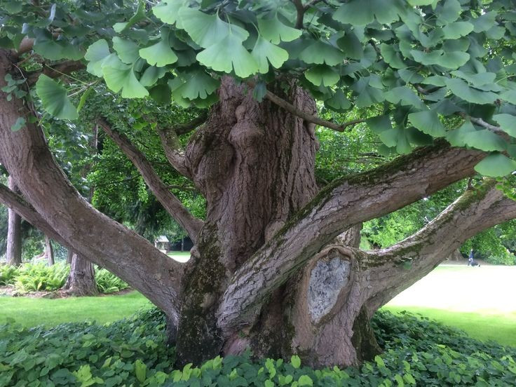  Được xem là “hóa thạch sống” của thế giới thực vật. Cây bạch quả thường được gọi là “hóa thạch sống” vì tổ tiên của nó đã xuất hiện từ hơn 200 triệu năm trước, trong thời đại khủng long. Điều đáng kinh ngạc là hình dạng lá và cấu trúc của cây hầu như không thay đổi so với các hóa thạch cổ được tìm thấy. Ảnh: Pinterest.