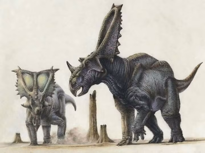 Là loài ăn thực vật. Chasmosaurus sử dụng mỏ cứng để cắt lá, dương xỉ và cây thấp. Ảnh: Pinterest.