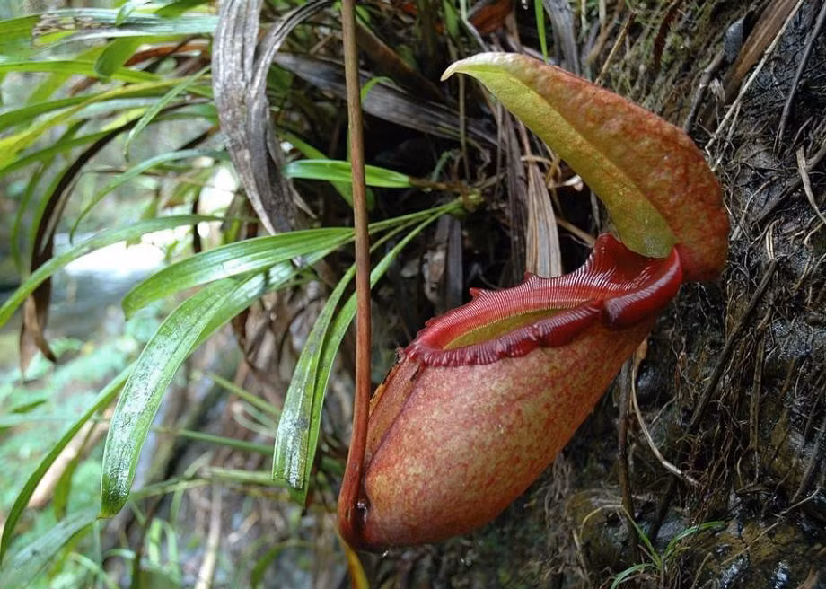  8. Nepenthes rajah được bảo vệ nghiêm ngặt. Vì hiếm có và dễ bị khai thác trái phép, loài cây này được xếp vào danh sách bảo tồn quốc tế và được giám sát tại các vườn quốc gia mà chúng phân bố. Ảnh: slate.com.