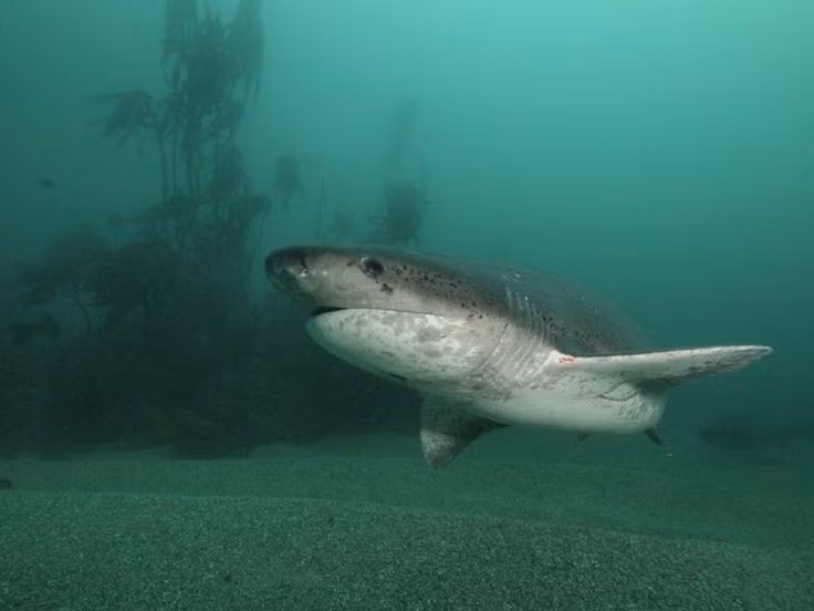  Là manh mối nghiên cứu tiến hóa cá mập. Hybodus cung cấp thông tin quan trọng về sự thích nghi và đa dạng hóa của cá mập trong suốt kỷ Mesozoic. Ảnh: Pinterest.