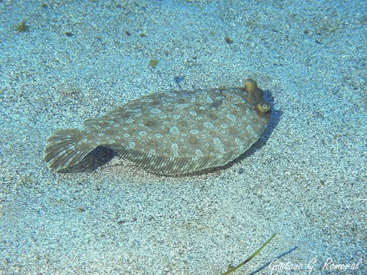  Chế độ ăn thiên về săn mồi phục kích. Cá bơn ăn giáp xác, cá nhỏ và sinh vật đáy, thường bất ngờ lao lên từ lớp cát để tóm gọn con mồi. Ảnh: Pinterest.