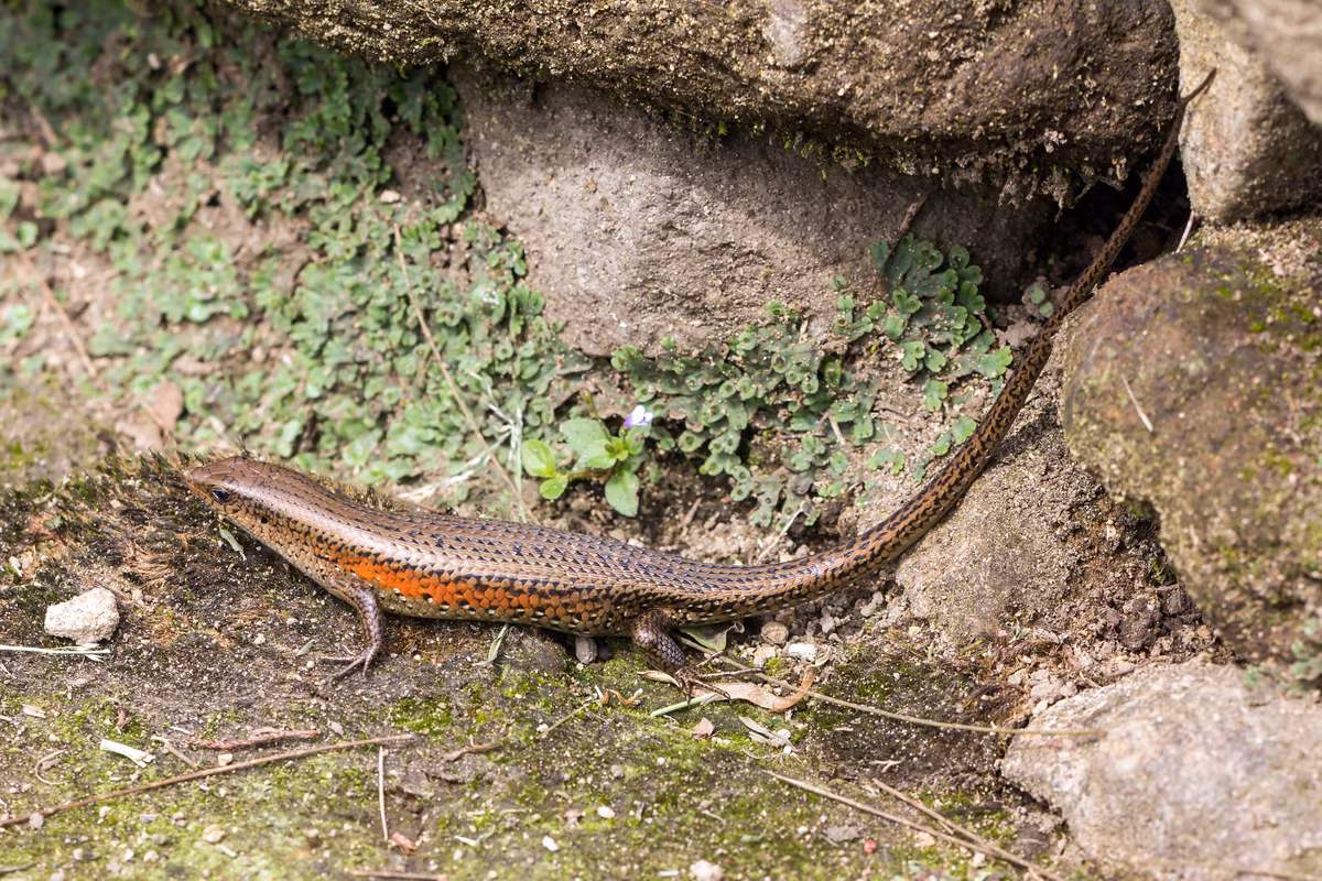  7. Đóng vai trò sinh thái quan trọng. Là loài trung gian trong chuỗi thức ăn, thằn lằn bóng hoa vừa là kẻ săn mồi côn trùng vừa là mồi cho chim, rắn, cầy – góp phần giữ cân bằng sinh thái. Ảnh: wikimedia.
