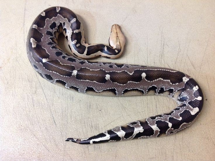  Sinh sản cực kỳ mạnh mẽ. Một con cái có thể đẻ từ 50 đến hơn 100 trứng trong một lần, khiến chúng dễ dàng bùng nổ số lượng ở môi trường thích hợp. Ảnh: Pinterest.