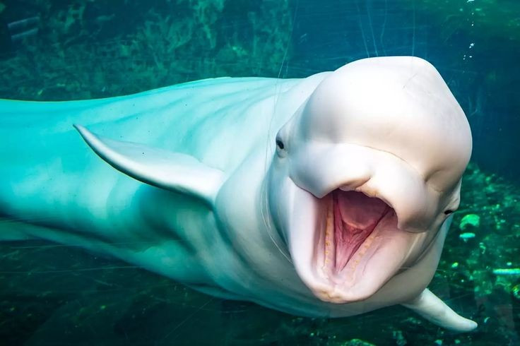  Chúng có thể bơi ngược dòng sông. Cá voi trắng thường bơi ngược vào các cửa sông Bắc Cực để kiếm ăn trong mùa hè. Ảnh: Pinterest.