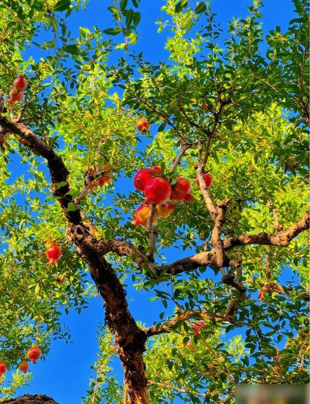 Vẻ đẹp cổ kính từ thân cây lâu năm: Cây lựu trưởng thành cao 5-8m, thân xám bạc, gồ ghề, trơ lõi gỗ. Càng già càng mang vẻ cổ kính, thích hợp tạo thành bonsai giá trị cao.