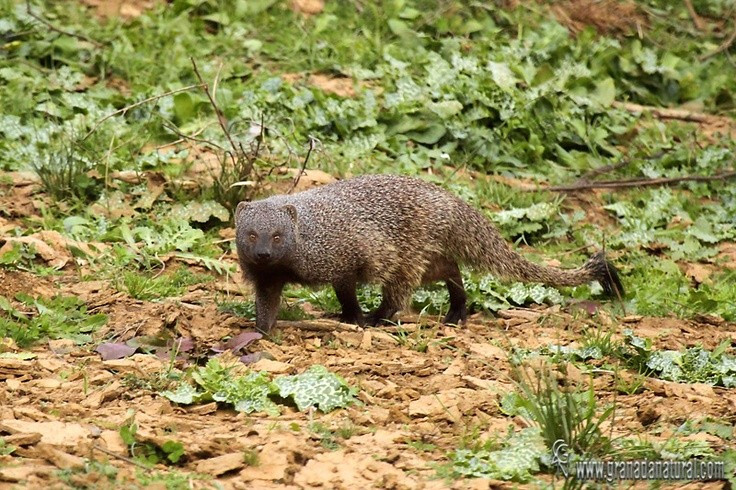  Chế độ ăn vô cùng đa dạng. Không chỉ ăn thịt, cầy lỏn còn tiêu thụ côn trùng, trứng chim, bò sát nhỏ, trái cây và thậm chí cả xác thối. Sự linh hoạt trong chế độ ăn giúp chúng thích nghi tốt với nhiều môi trường khác nhau, từ rừng rậm đến bán sa mạc. Ảnh: Pinterest.