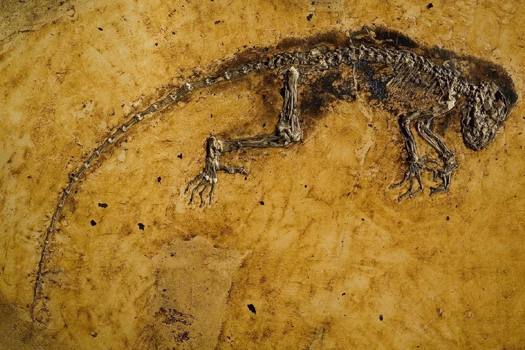  Thường được gọi bằng biệt danh “Ida”. Mẫu hóa thạch này được đặt tên thân mật là “Ida”, giúp Darwinius trở nên nổi tiếng rộng rãi ngoài giới khoa học. Ảnh: daily.jstor.org.