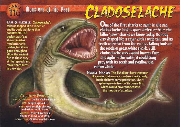  Tổ tiên của cá mập hiện đại. Cladoselache được coi là mắt xích tiến hóa quan trọng, đặt nền móng cho hình thái và hành vi săn mồi của các loài cá mập sau này. Ảnh: Pinterest.