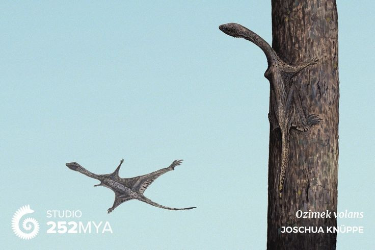  Thách thức giả thuyết tiến hóa cánh truyền thống. Sự tồn tại của Sharovipteryx buộc giới khoa học phải xem xét lại các con đường tiến hóa dẫn đến khả năng bay, cho thấy thiên nhiên từng thử nghiệm nhiều “thiết kế” khác nhau. Ảnh: Pinterest.