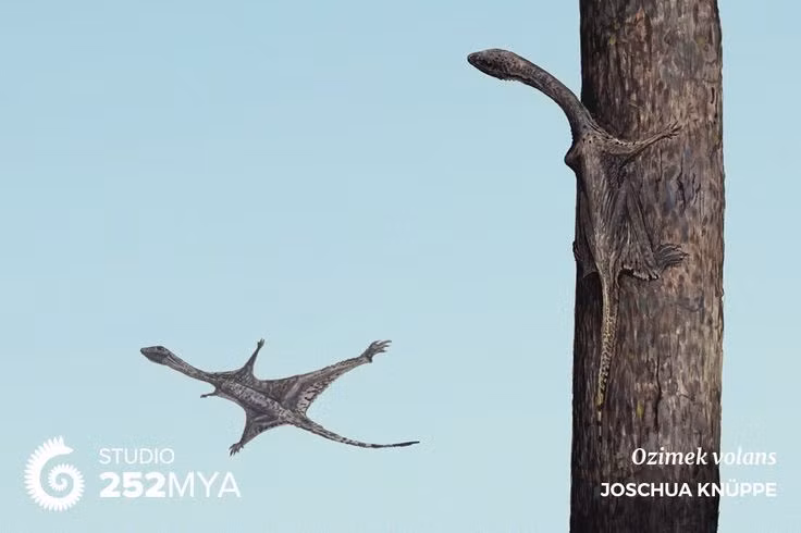  Thách thức giả thuyết tiến hóa cánh truyền thống. Sự tồn tại của Sharovipteryx buộc giới khoa học phải xem xét lại các con đường tiến hóa dẫn đến khả năng bay, cho thấy thiên nhiên từng thử nghiệm nhiều “thiết kế” khác nhau. Ảnh: Pinterest.