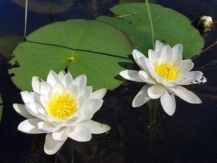  Lá hoa súng có cấu trúc đặc biệt giúp nổi trên mặt nước. Phiến lá rộng, chứa nhiều khoang khí, vừa giúp nổi vừa hạn chế nước thấm, đồng thời che bóng, điều hòa nhiệt độ cho hệ sinh thái ao hồ. Ảnh: Pinterest.