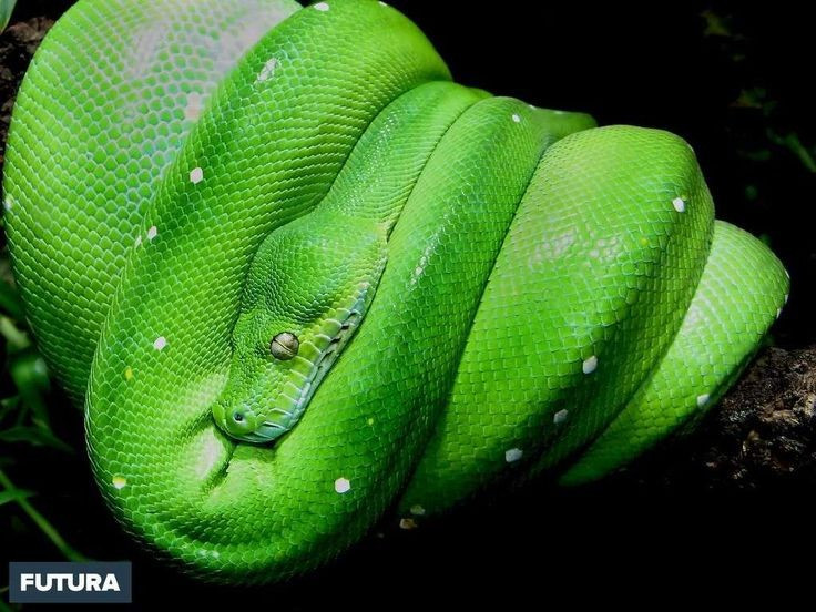  Thói quen cuộn mình đặc trưng. Loài trăn này thường cuộn cơ thể thành các vòng gọn gàng trên cành cây, đặt đầu ở giữa để vừa nghỉ ngơi vừa sẵn sàng tấn công con mồi. Ảnh: Pinterest.