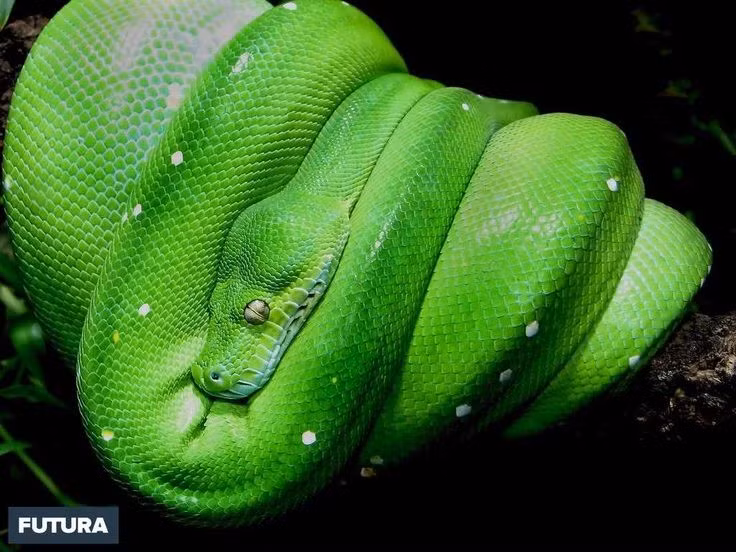  Thói quen cuộn mình đặc trưng. Loài trăn này thường cuộn cơ thể thành các vòng gọn gàng trên cành cây, đặt đầu ở giữa để vừa nghỉ ngơi vừa sẵn sàng tấn công con mồi. Ảnh: Pinterest.