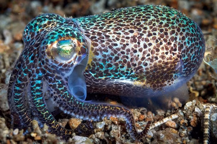  Kích thước rất nhỏ. Mực sim berry trưởng thành chỉ dài vài centimet, nhỏ hơn cả ngón tay người lớn. Ảnh: Pinterest.