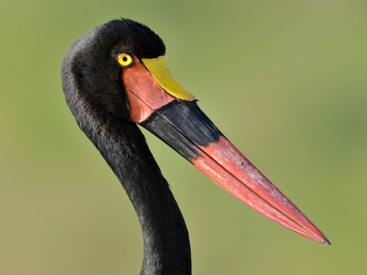 Chiếc mỏ khổng lồ với “yên” đặc trưng. Cò mỏ yên nổi bật với chiếc mỏ dài, dày và phần yên màu đỏ – vàng ở gốc mỏ, tạo nên hình dáng không thể nhầm lẫn trong thế giới chim. Ảnh: Pinterest.