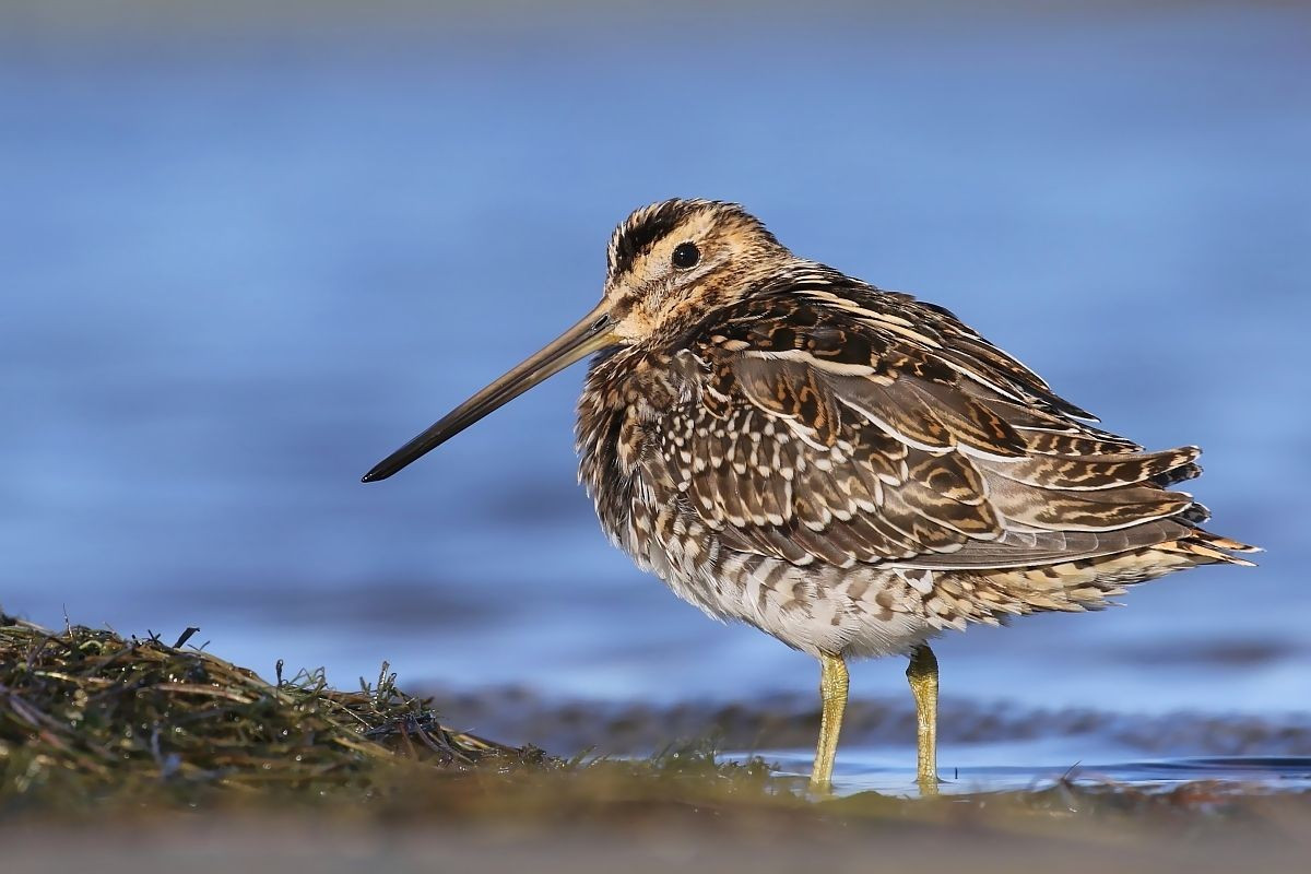 Tập tính kiếm ăn mang tính nhịp điệu. Chim rẽ thường kiếm ăn theo chu kỳ thủy triều, tranh thủ lúc nước rút để tìm mồi trên bãi bùn, cho thấy sự gắn bó chặt chẽ với nhịp điệu tự nhiên. Ảnh: Pinterest.