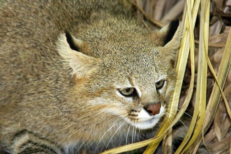  Kích thước nhỏ nhưng săn mồi hiệu quả. Chúng nặng khoảng 3–7 kg, chủ yếu săn loài gặm nhấm, chim và bò sát nhỏ. Ảnh: Pinterest.