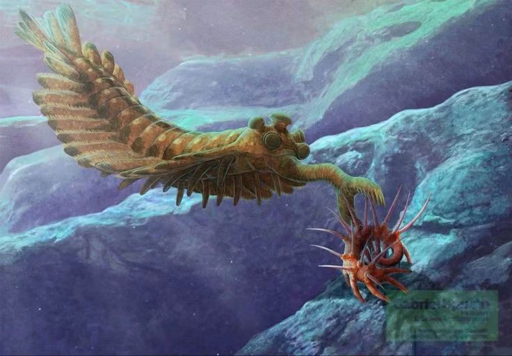  4. Cơ thể dẹt và phân đốt rõ rệt. Opabinia có cơ thể gồm 15 đốt thân, mỗi đốt mang một đôi thùy bên giúp nó bơi lượn trong nước bằng chuyển động sóng nhẹ nhàng. Ảnh: Pinterest.