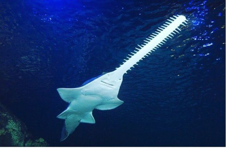  Sinh sống chủ yếu ở vùng nước sâu. Hầu hết các loài trong bộ Pristiophoriformes sống ở độ sâu từ vài trăm đến hơn 1.000 mét, khiến con người hiếm khi bắt gặp ngoài tự nhiên. Ảnh: Pinterest.