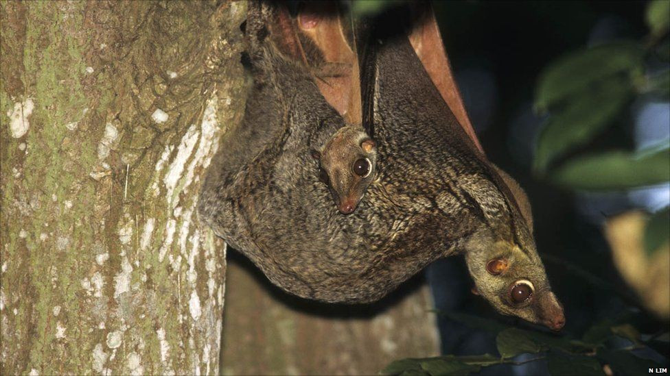  Một trong những động vật lượn giỏi nhất. Chồn bay Philippines có thể lượn hơn 70 mét chỉ trong một lần nhảy, gần như không mất độ cao đáng kể. Nhờ khả năng điều chỉnh màng da và đuôi, chúng có thể đổi hướng khá linh hoạt khi di chuyển giữa các cây trong rừng. Ảnh: Pinterest.