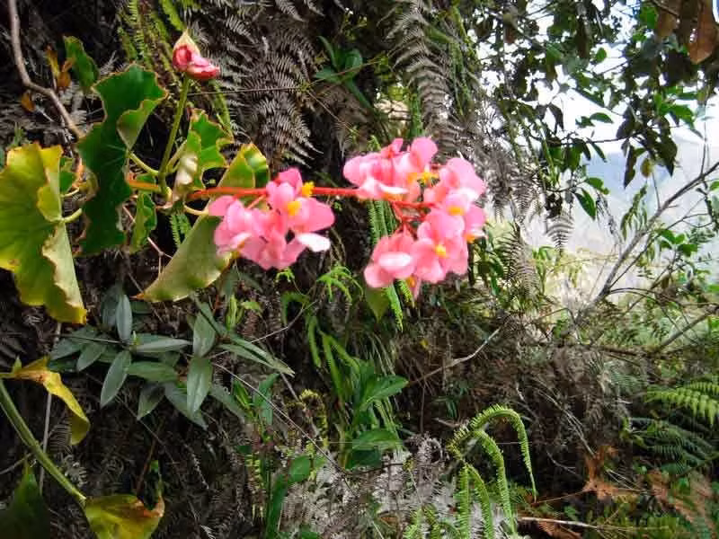  Khu vực này là “thiên đường của các loài lan”. Hơn 100 loài lan mọc trong môi trường núi cao khắc nghiệt của Huascarán. Ảnh: enigmaperu.com.