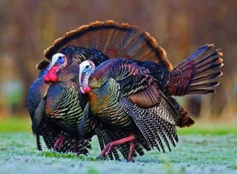  Tiếng kêu đa dạng. Chúng có hàng chục kiểu âm thanh khác nhau để giao tiếp, từ gọi bầy đến cảnh báo nguy hiểm. Ảnh: Pinterest.