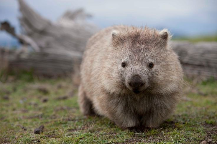  Túi của chúng mở ra phía sau. Khác với kangaroo, túi của gấu túi mở về phía sau, tránh đất cát rơi vào khi chúng đào hang. Ảnh: Pinterest.