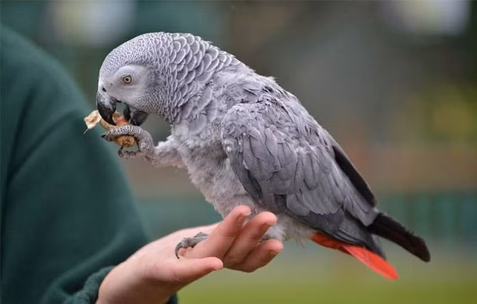 Vẹt xám châu Phi sống ở các khu rừng nhiệt đới của Tây và Trung Phi. Đây là loài chim thông minh nhất thế giới, chúng không chỉ nghe, hiểu mà còn có thể bắt chước giọng nói của con người và những loài động vật xung quanh.