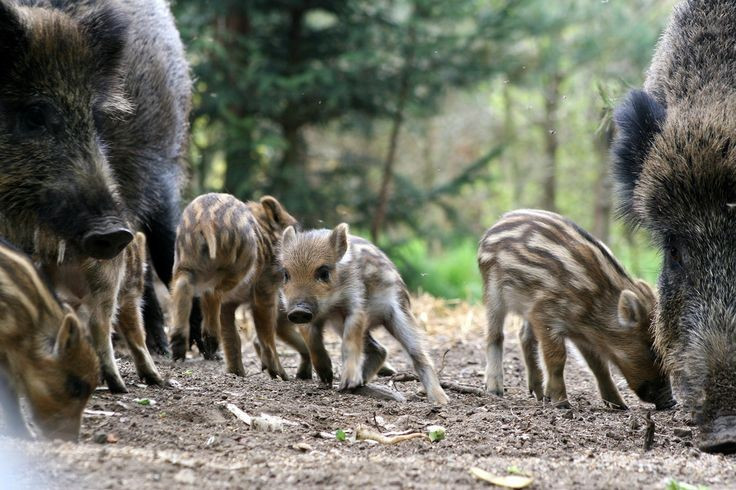  8. Được xem là biểu tượng văn hóa ở nhiều nền văn minh. Trong thần thoại Hy Lạp, Ấn Độ và nhiều nền văn hóa Á – Âu, lợn rừng xuất hiện như một biểu tượng của sức mạnh, sự bền bỉ và thử thách chiến binh. Ảnh: Pinterest.
